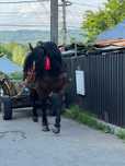 Armasar de vanzare