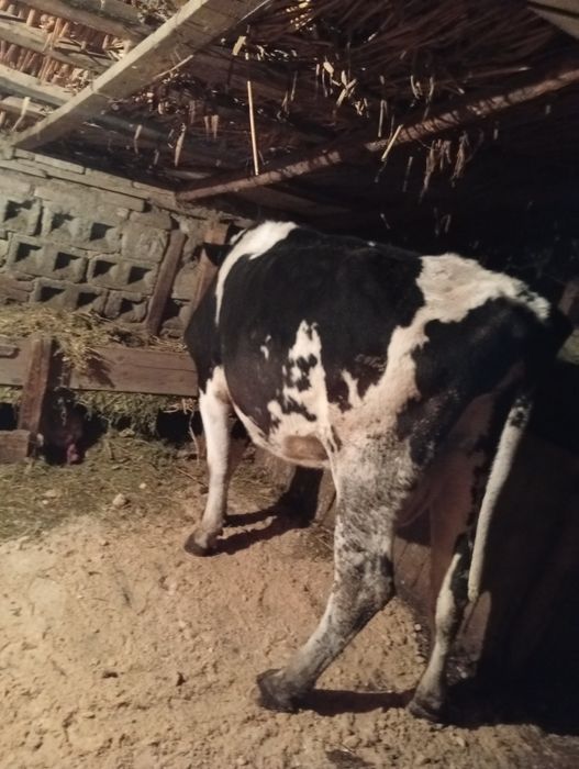 Vând vacă de 8 vitei