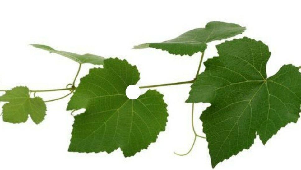 Виноградные листья, свежемороженые