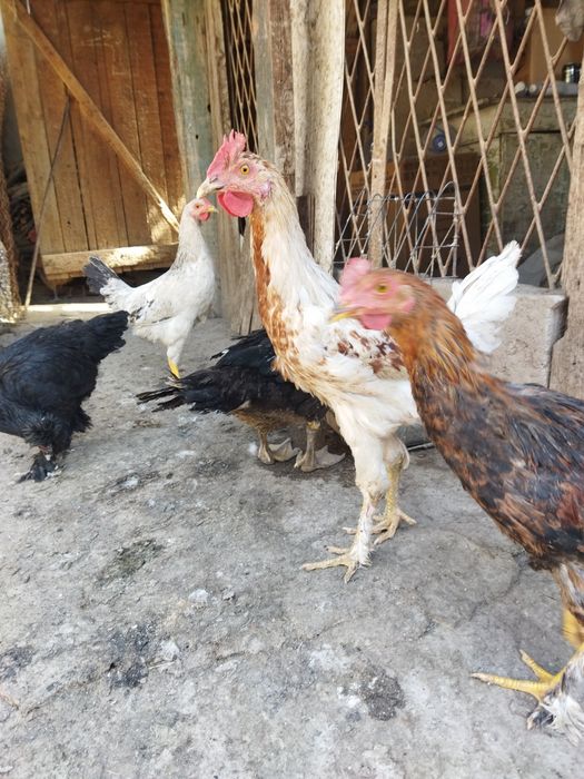 Продаются молодые петушки