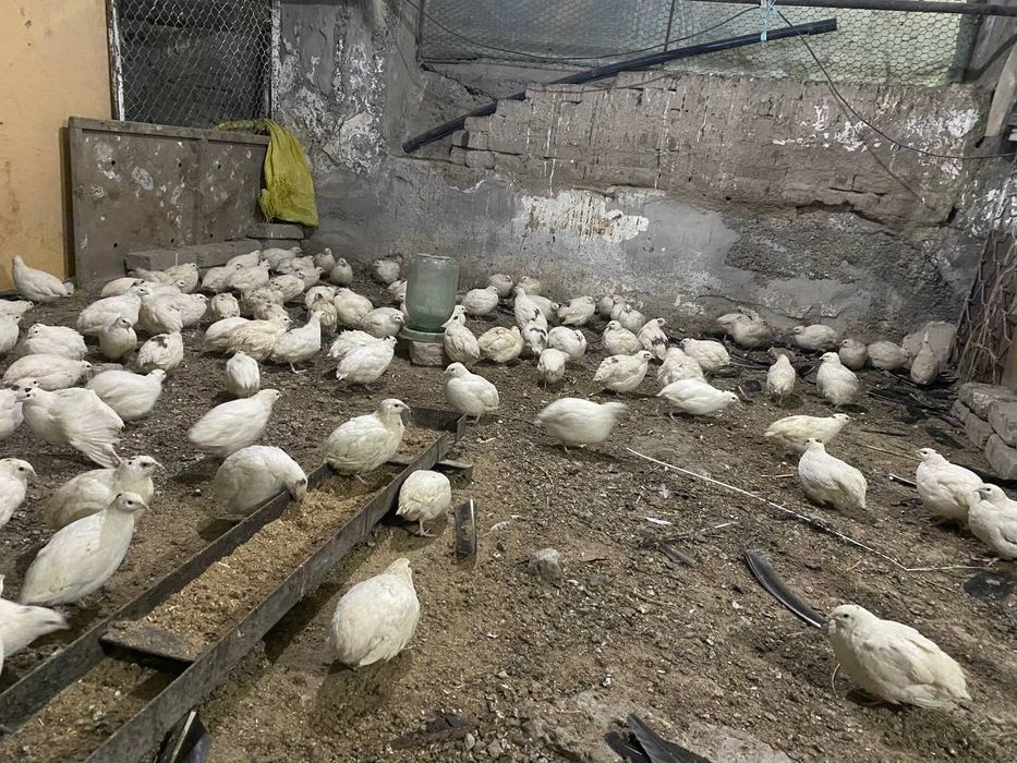 Белый гигант зотли бетона сотилади