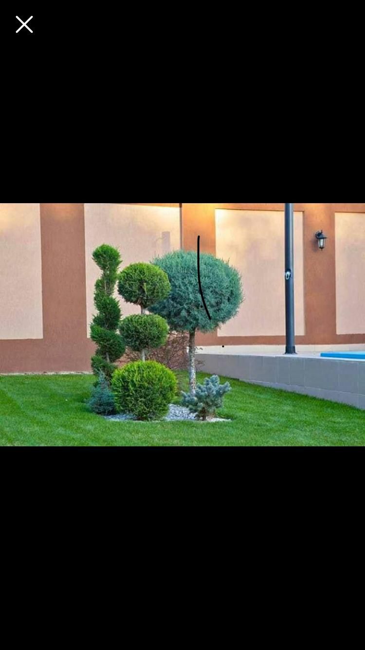 Plante pt gradina