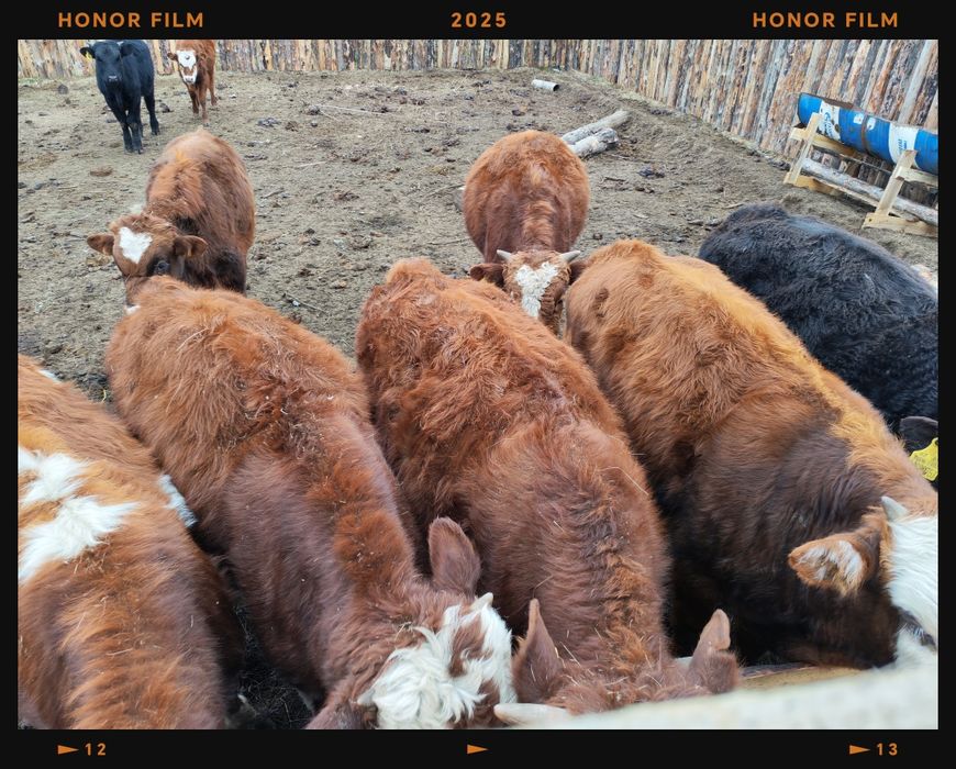 Продам 18 голов Подсосных бычков по 350000