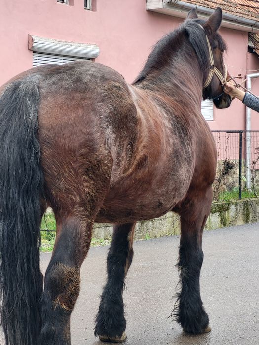 Iapa si cal de vanzare pereche