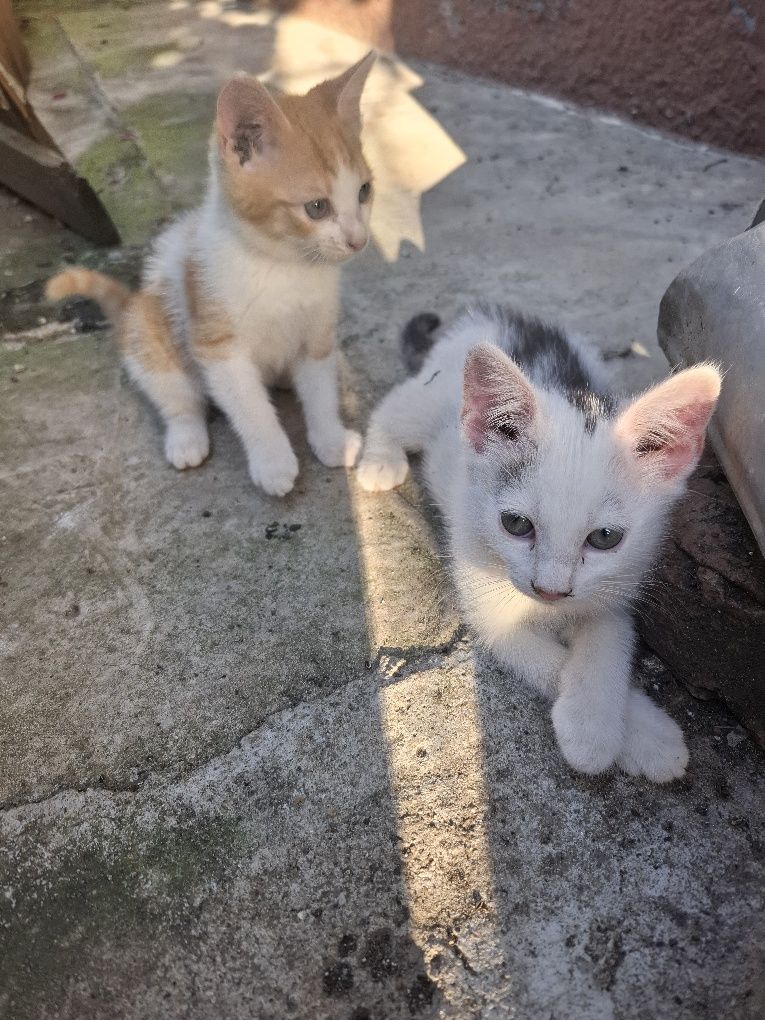 Donez pui de pisică