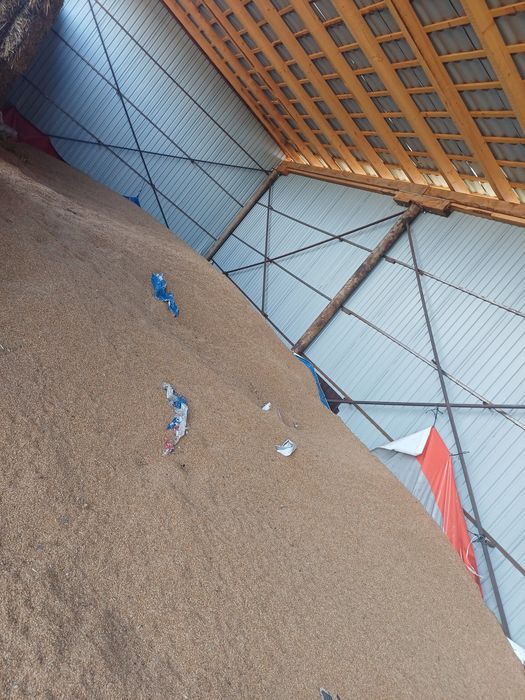 Vand baloti lucerna , siloz porumb , cereale triticale si porumb