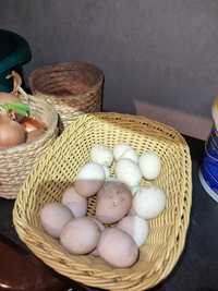 Oua rata cu moț   pentru incubat