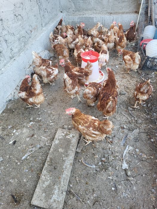 Gaini roșii outoare au undeva la 2 kg pret 12 lei buc