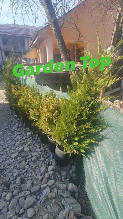 Gazon tip rulou, plante ornamentale, tuia, catalpa