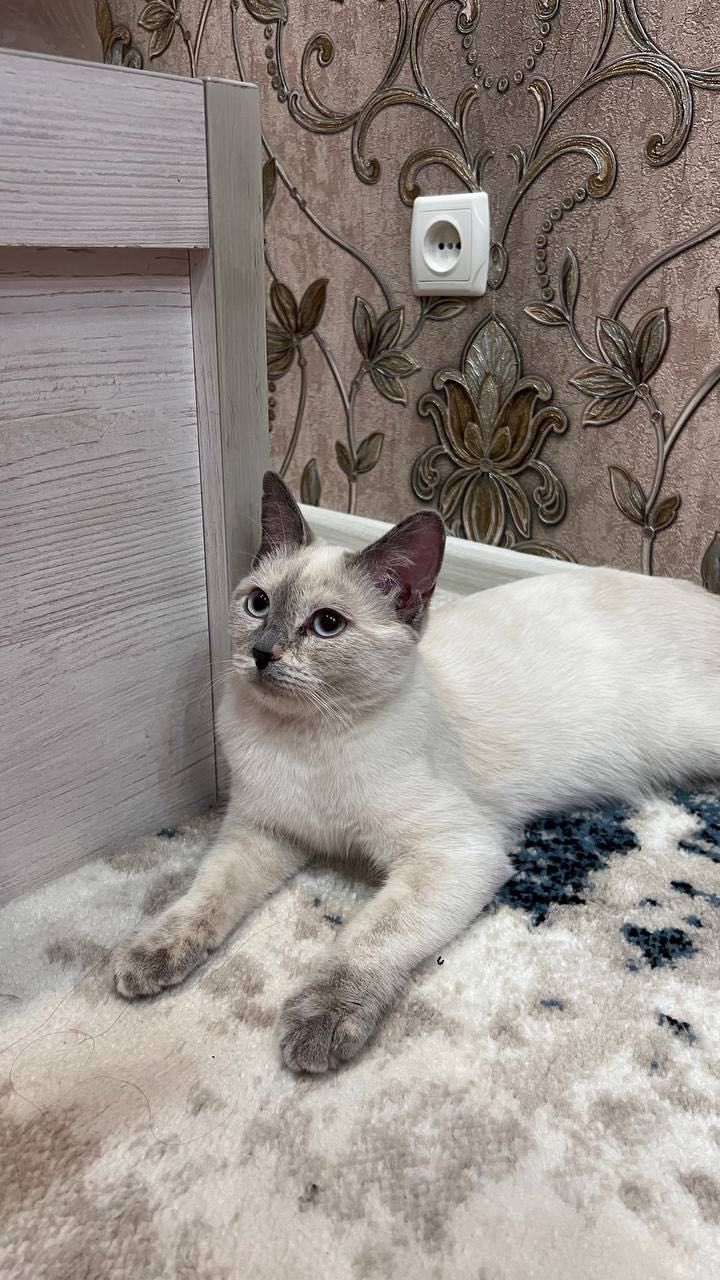 Chistiy krovni mushuk