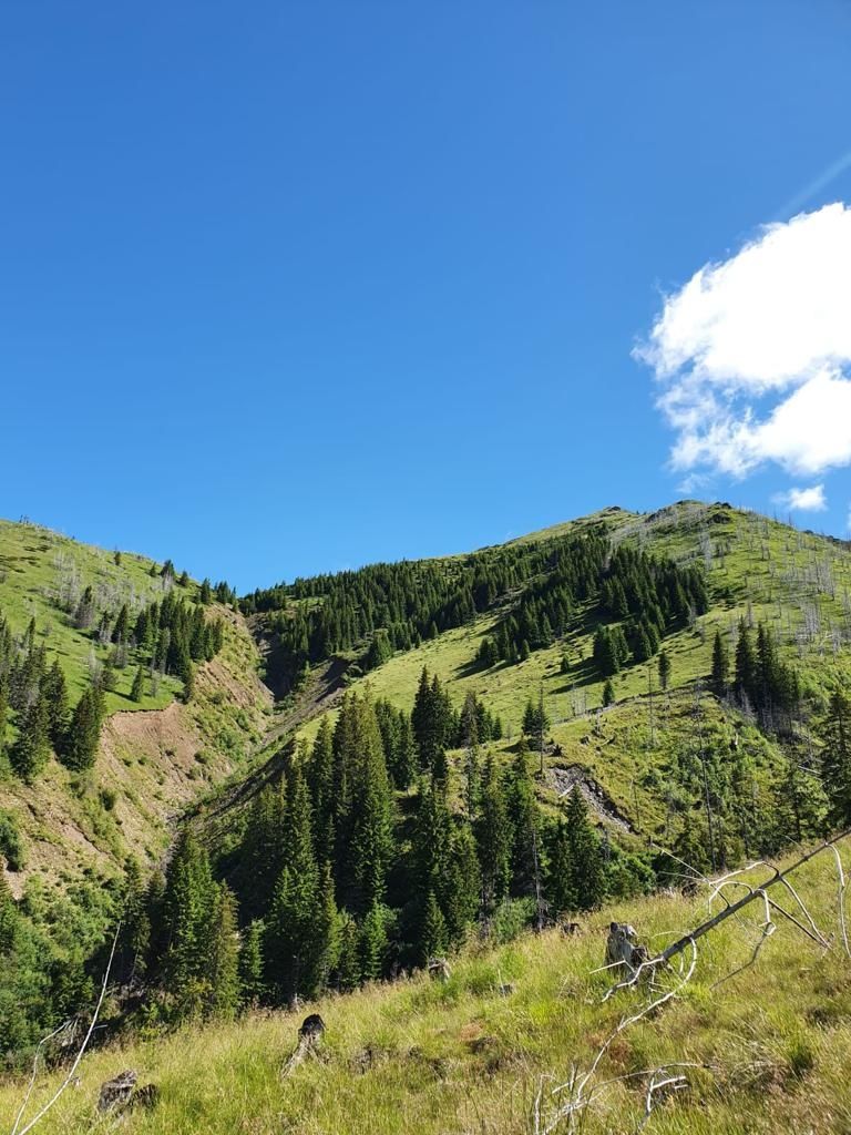 101 ha suprafata compactata pășune alpina și padure