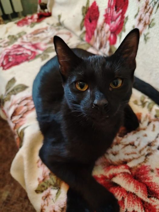 Котёнок ищет семью