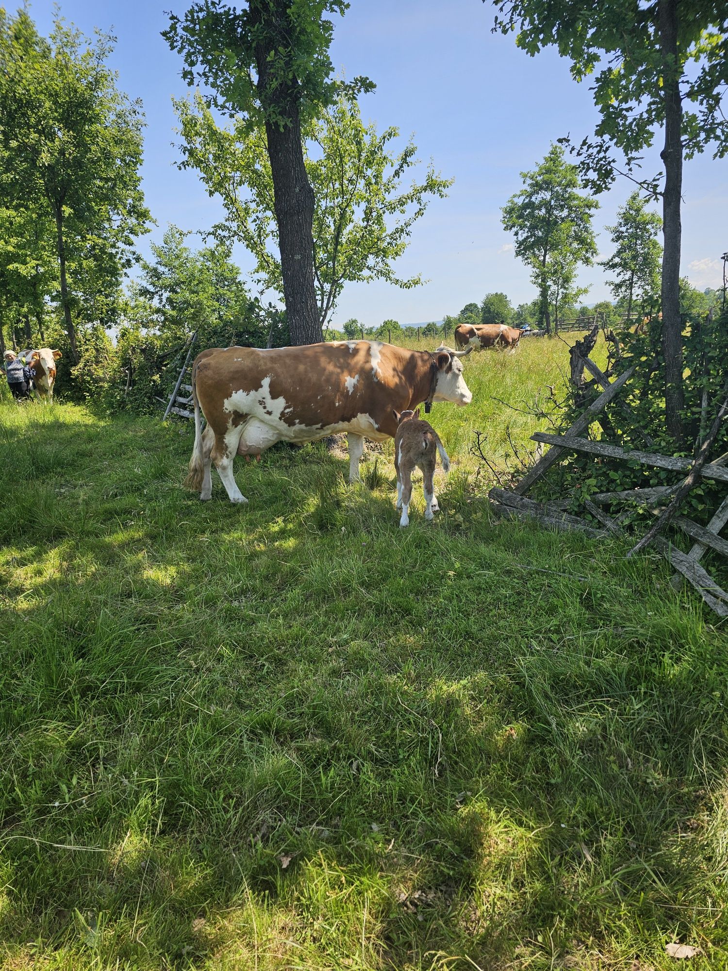 Vand vaca baltata