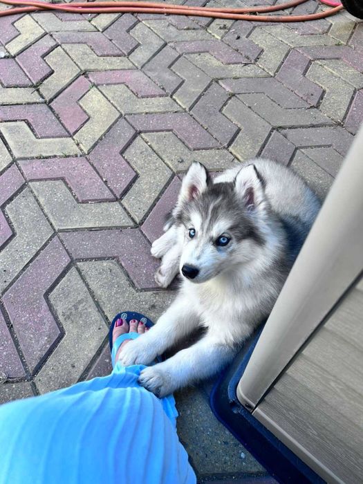 Pui Husky Siberian