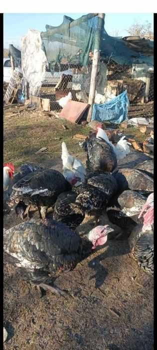 Продавам домашни пуйки