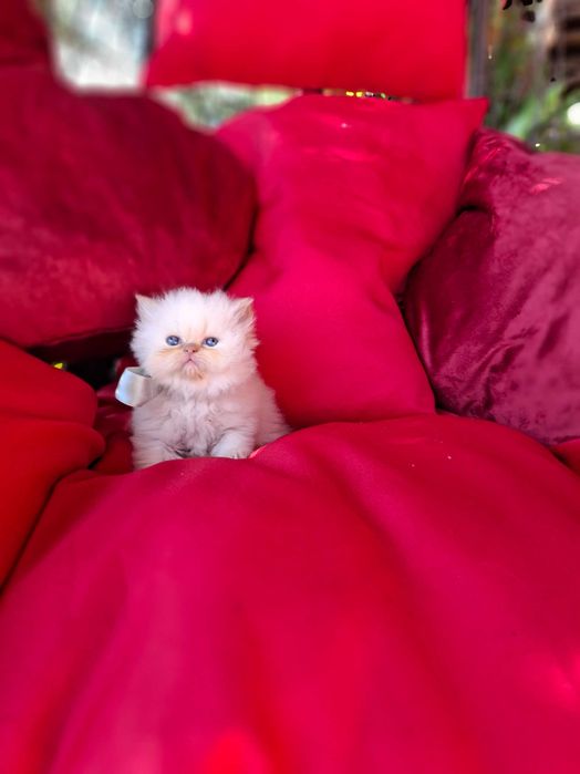 Персийски (хималайски)котенца!