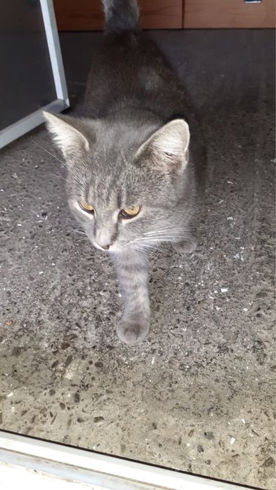 Pisica pentru adoptie