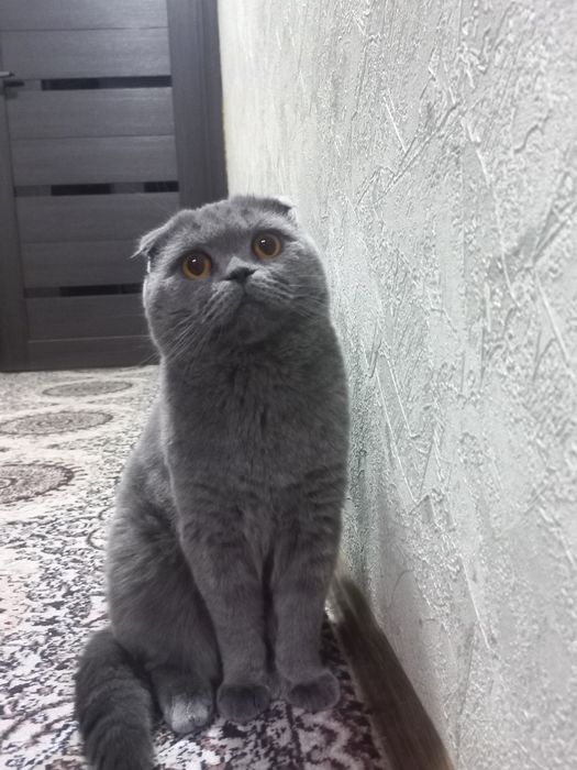ВЯЗКА чистокровный фолд