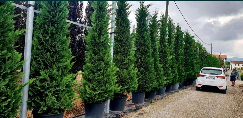 Tuia smaragd leylandii columna spirale pon mesteacăn tei arțar