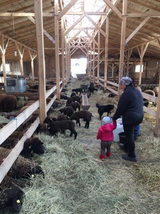 berbeci si oi mielute rasa jura