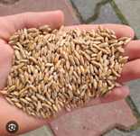 Vand triticale grau si orz