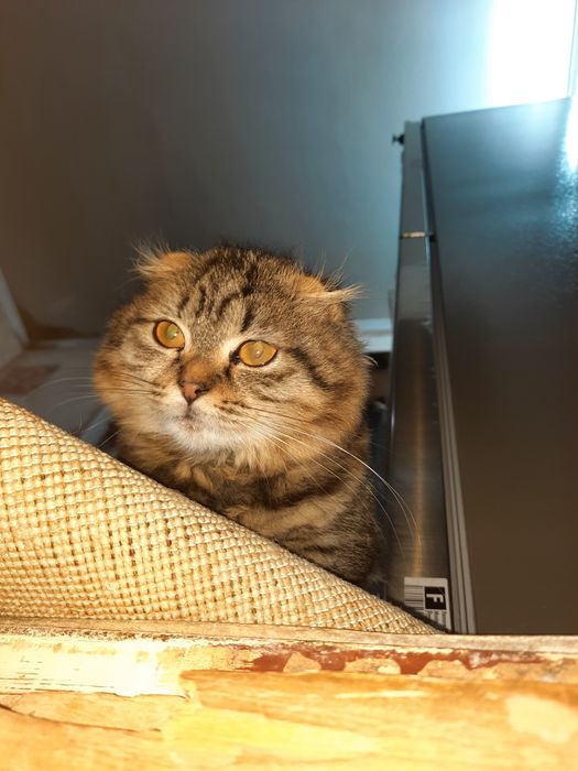 Скотиш фолд 5 ойли