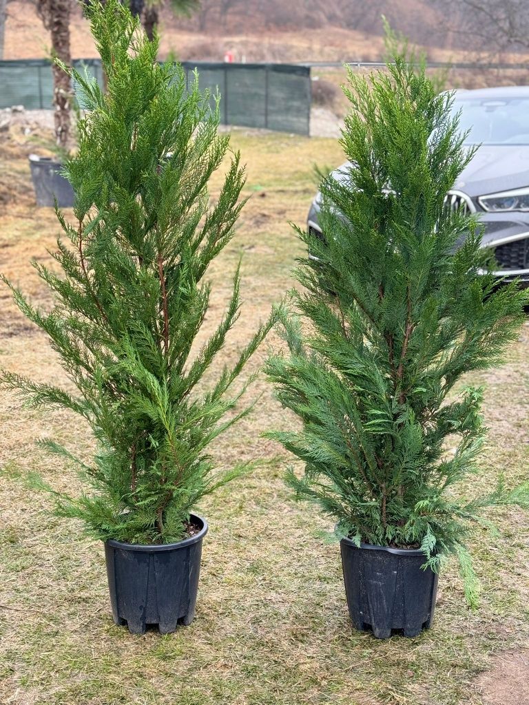 Cupressus Leylandii,  gard viu vede si iarna, tuia, sempervirens, tei