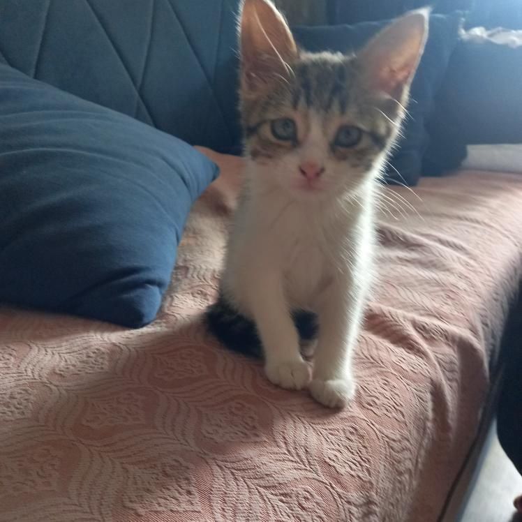 Отдам котят в добрые руки!
