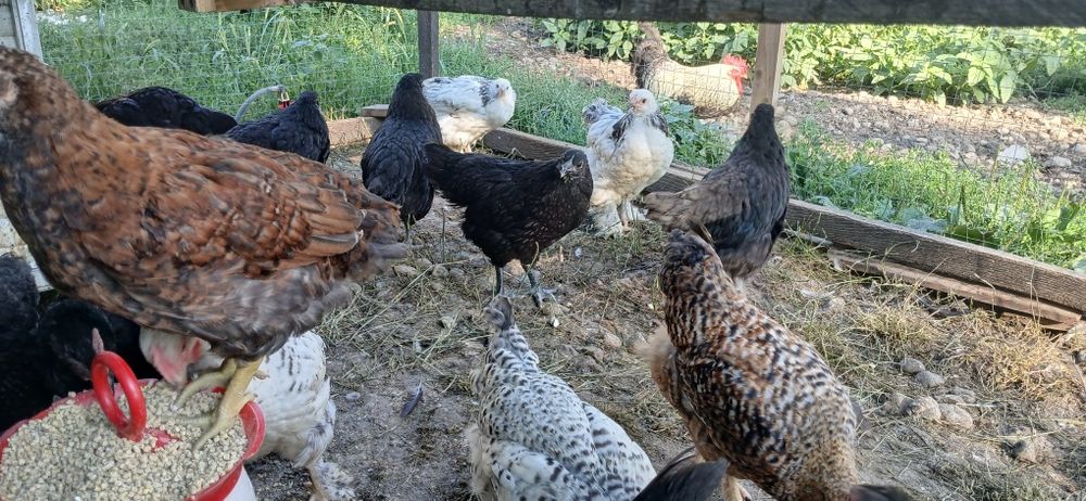 Puicute si cocosi mixt Australorp si alte rase de casai