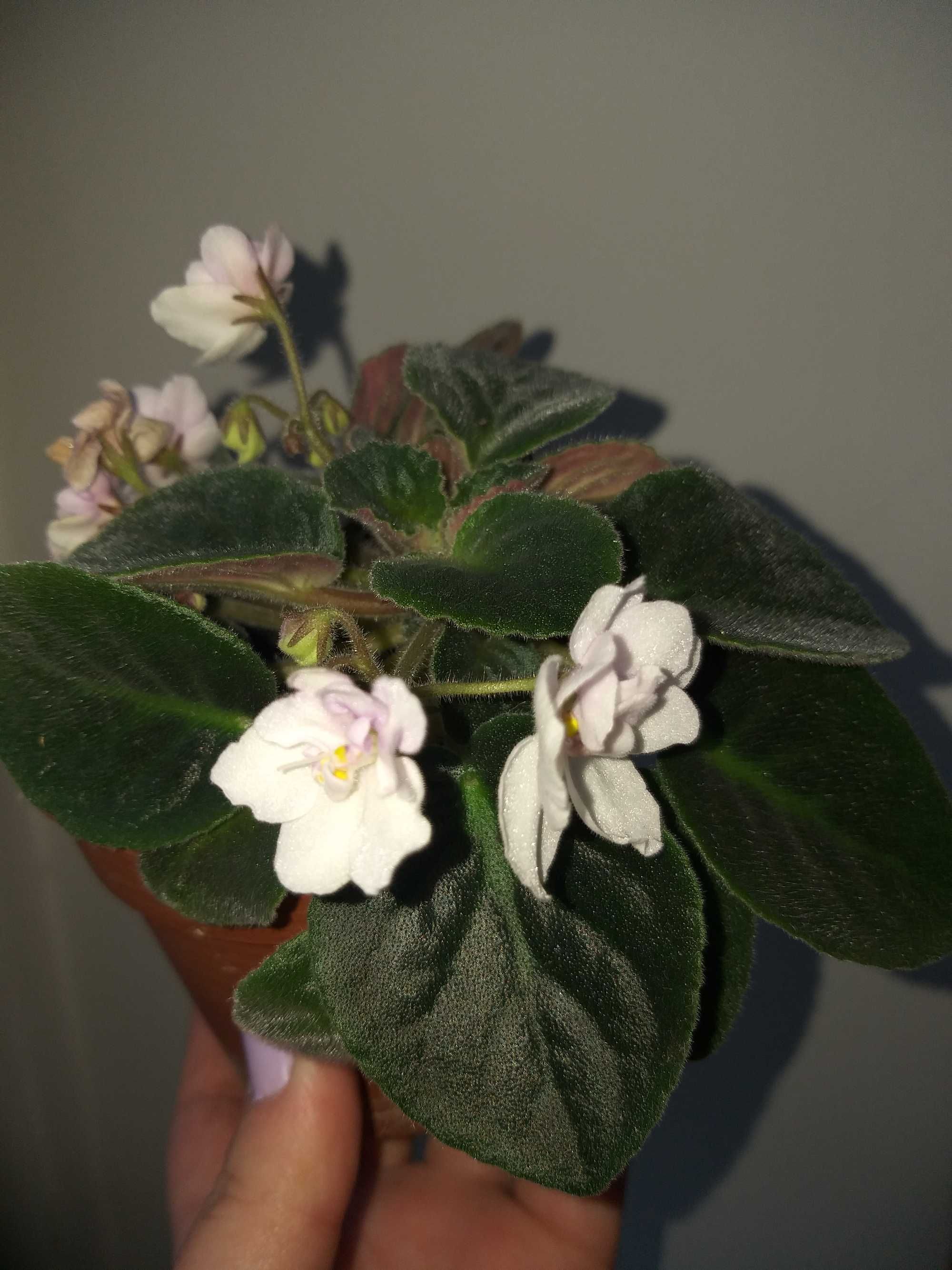 Продам фиалку махровую (бледно-розовая).Цветет.
