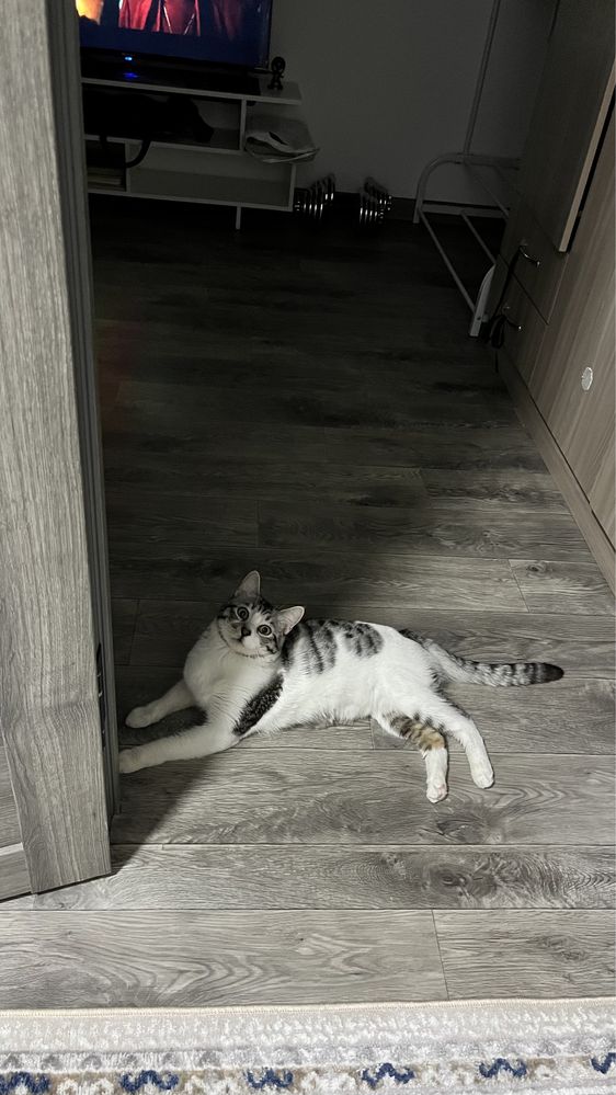 Домашние животные. Кот. Отдам даром. Умный кот.