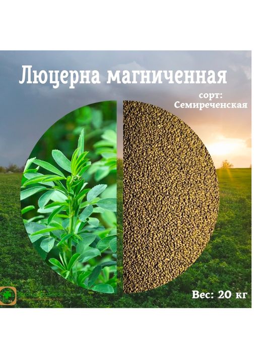 Семена люцерны. Жонышка урык. Жоңышқа ұрық