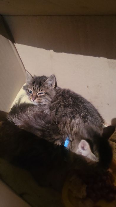 отдать даром котят