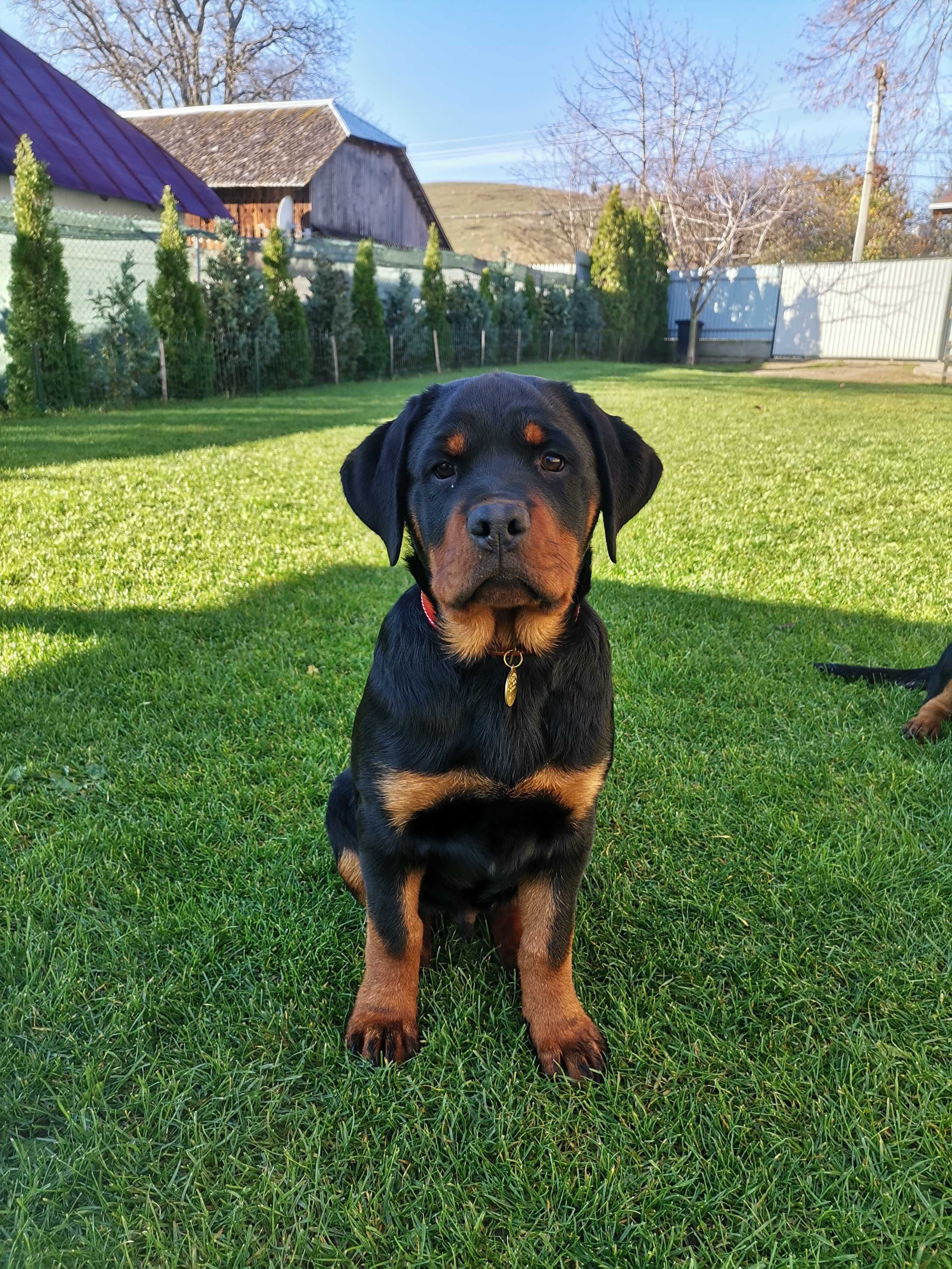Pui Rottweiler talie mare