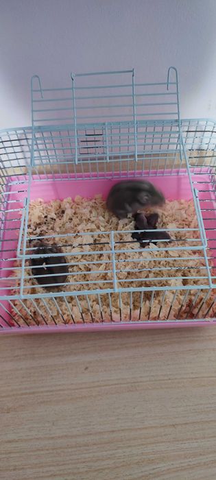 Donez hamsteri pui și adulți