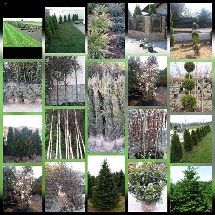 Plante ornamentale la prețuri de producător :
- tuia smaragd ( 1,2m -