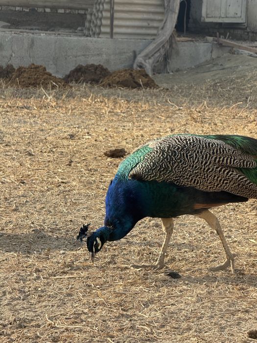 Zotdor tovuqlar va Tovuslar sotiladi