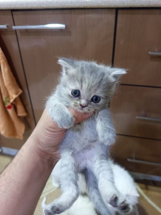 Котята скотиш страйт и фолд.