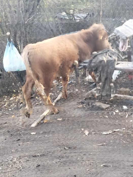 Vițel vițel vițel