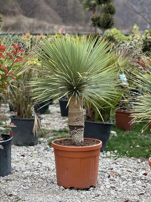 Plante Rezistente, Adaptate Climei din România