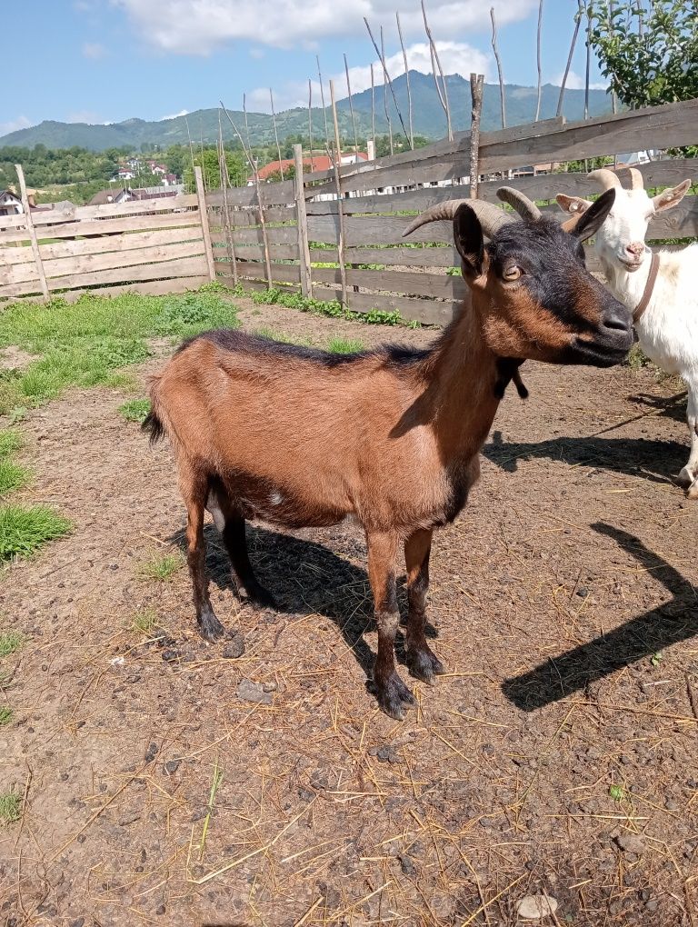 Vând capră Alpina franceza