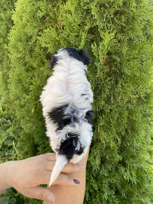 Йорки/йоркширски териер/Бивер/Бивър