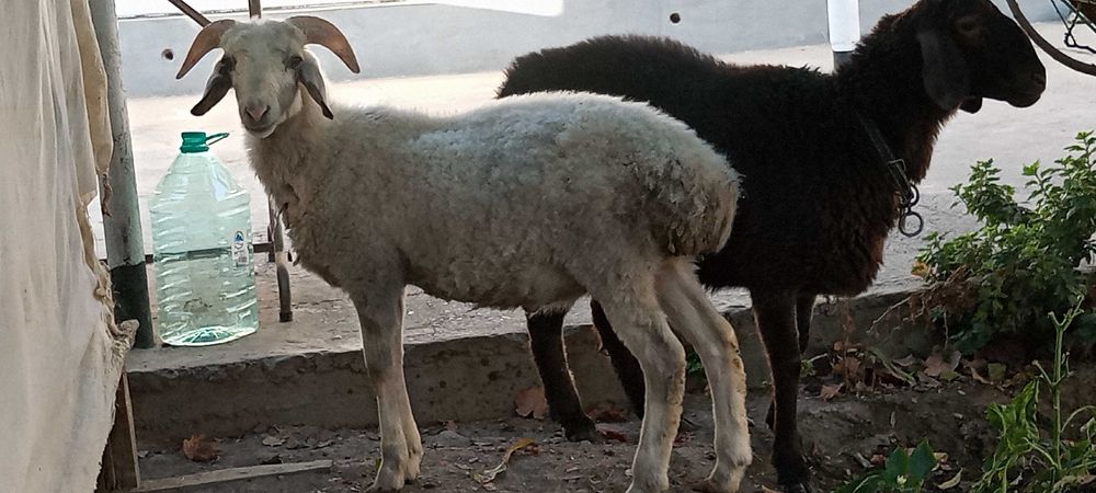 Кучкор барра сотилади