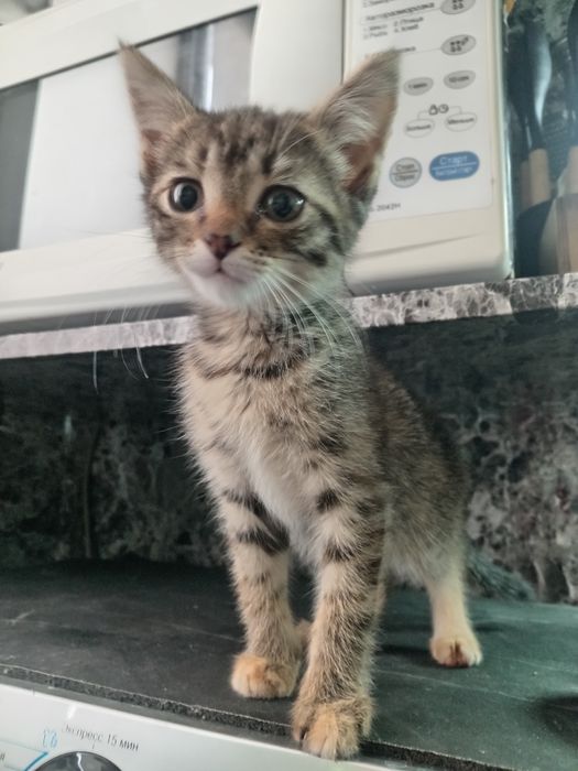 Котенок девочка в самые добрые руки