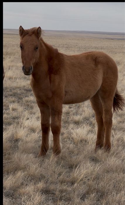 Мұғалжар Еркек жабағы сатылады