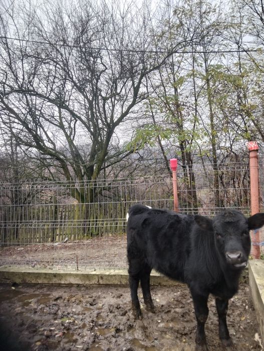 Vițea de vânzare!!