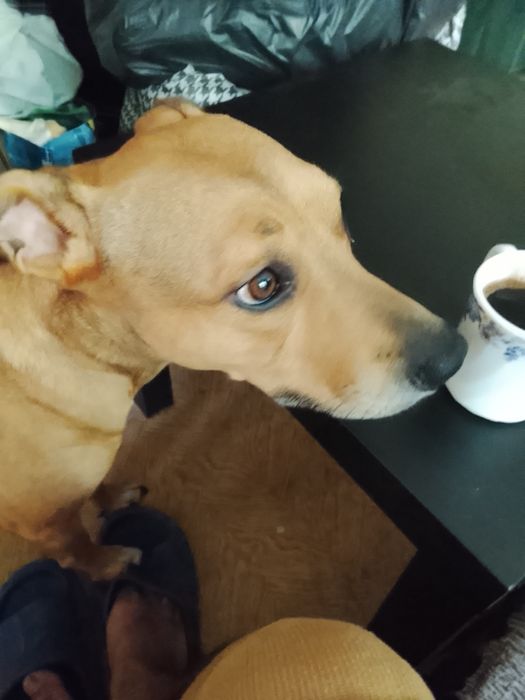 Adopție câine Amstafi cucitură