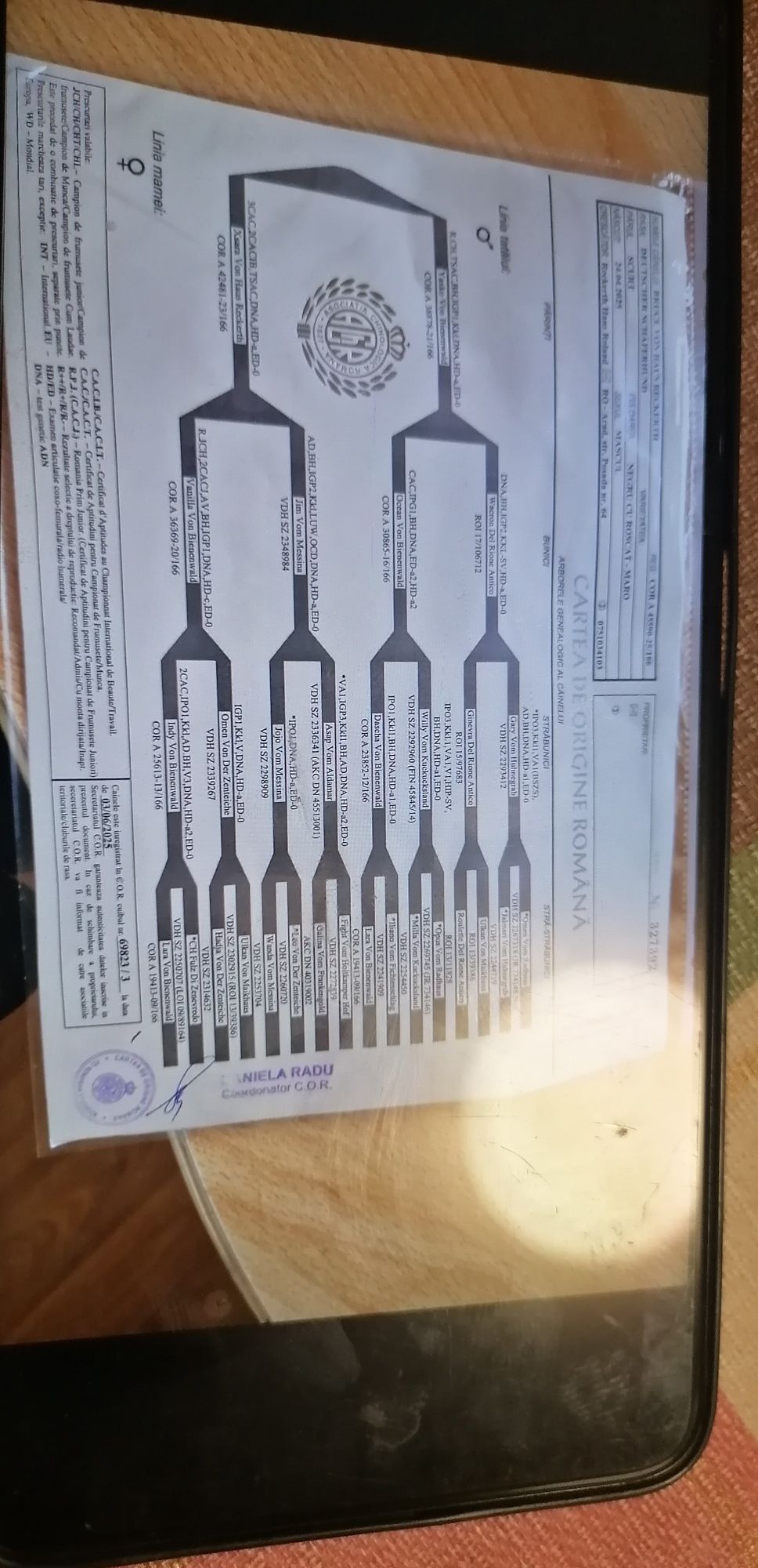 Mascul ciobanesc german cu pedigree