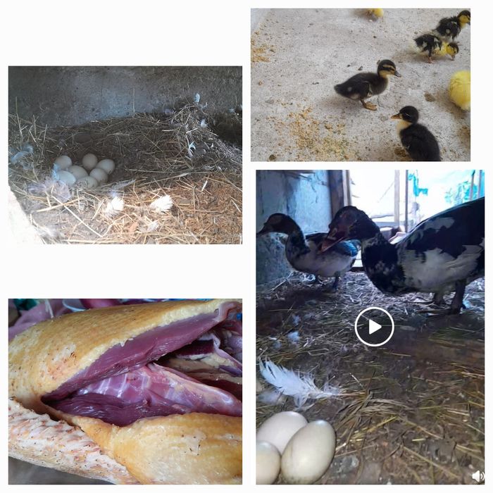 Oua pentru incubat rață mută 40 oua disponibile