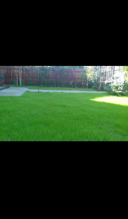 Gazon sau insamantare